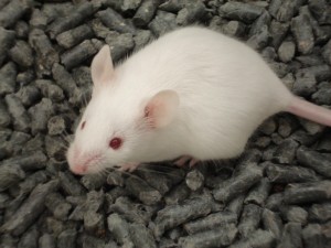 Scientists use mice to learn about memory development.