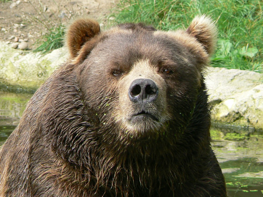 Male_kodiak_bear_face