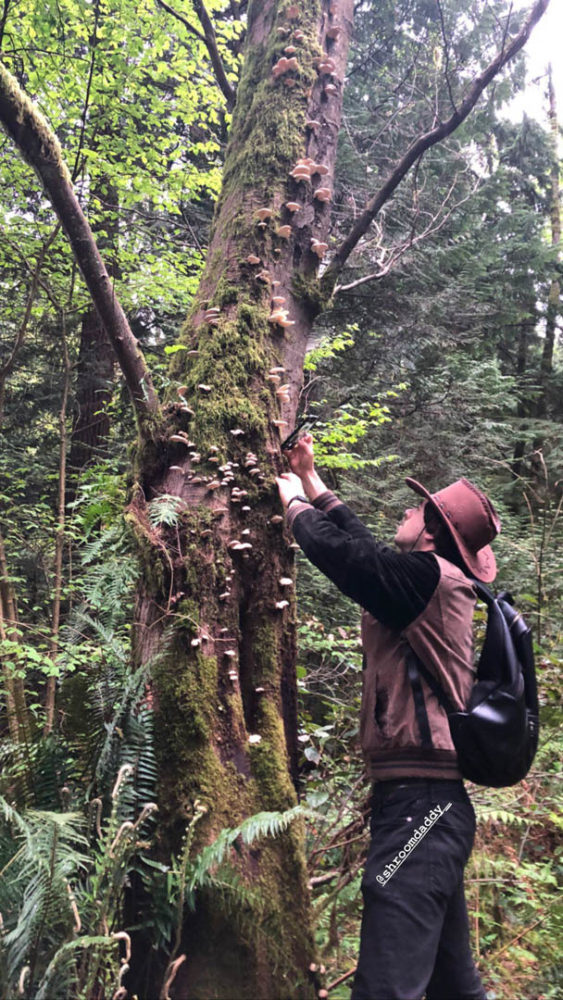 Alex Ross picks mushrooms off of a tree