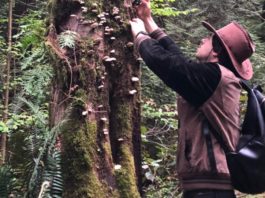 Alex Ross picks mushrooms off of a tree