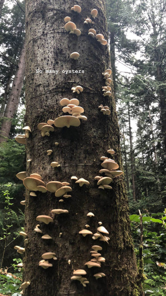 A tree covered in oyster mushrooms, with the caption "so many oysters"