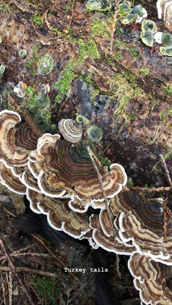 Fungus on a log. Text reads "Turkey tails"