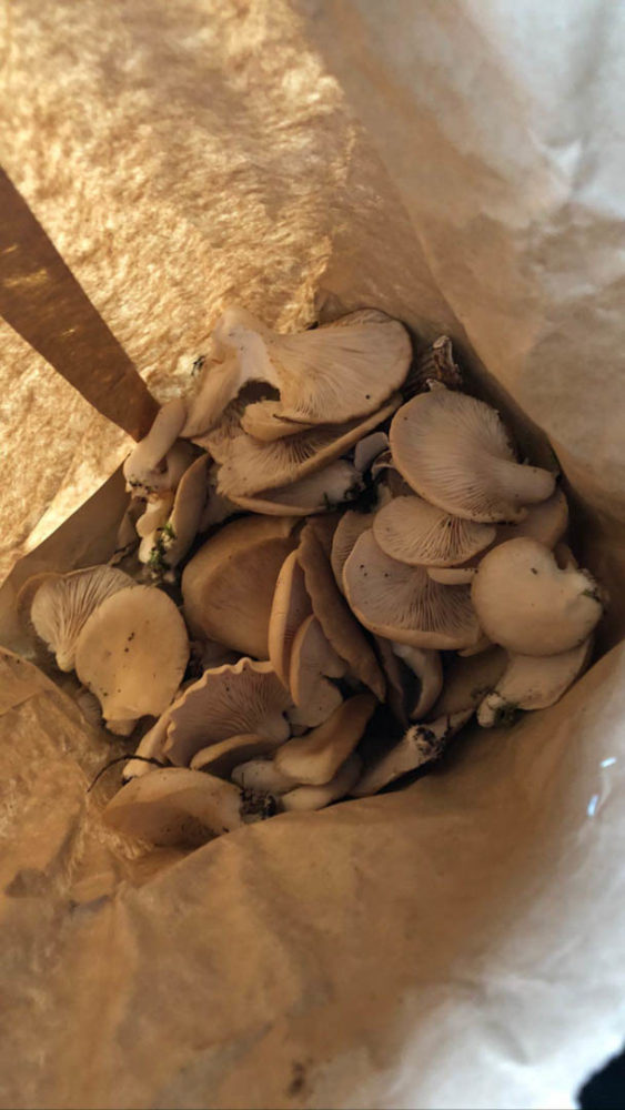 Photo into a bag containing a haul of forged mushrooms.