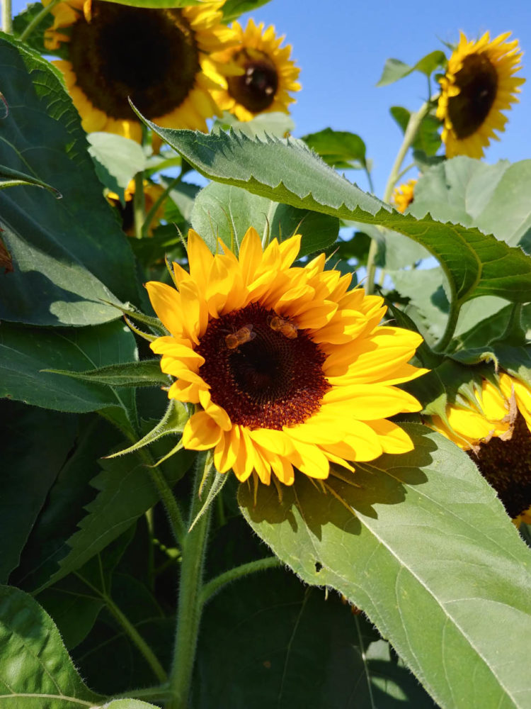 Photo of sunflowers