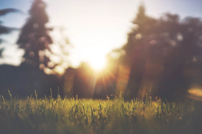 Photo of grassy field with sun rising in the distance