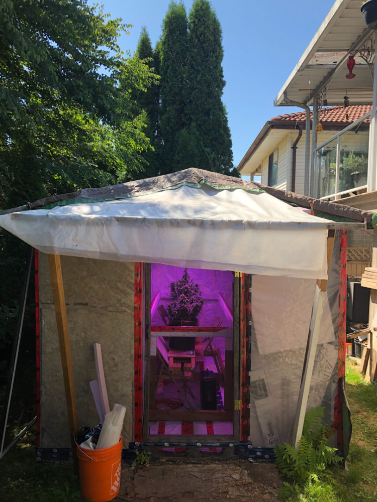 Photo of a tent in a backyard containing cannabis plants with a purple light within