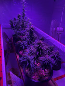 Photo of cannabis plants in soft purple light