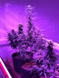 Photo of cannabis plants in soft purple light