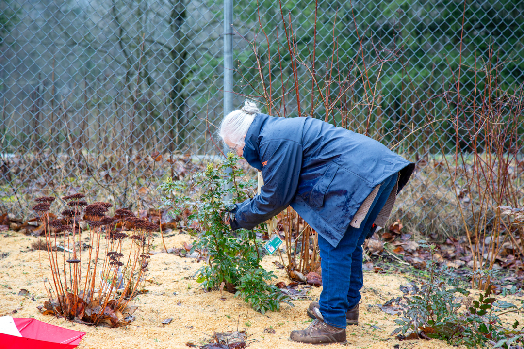 A person leaning over plants growing in a garden to examine one