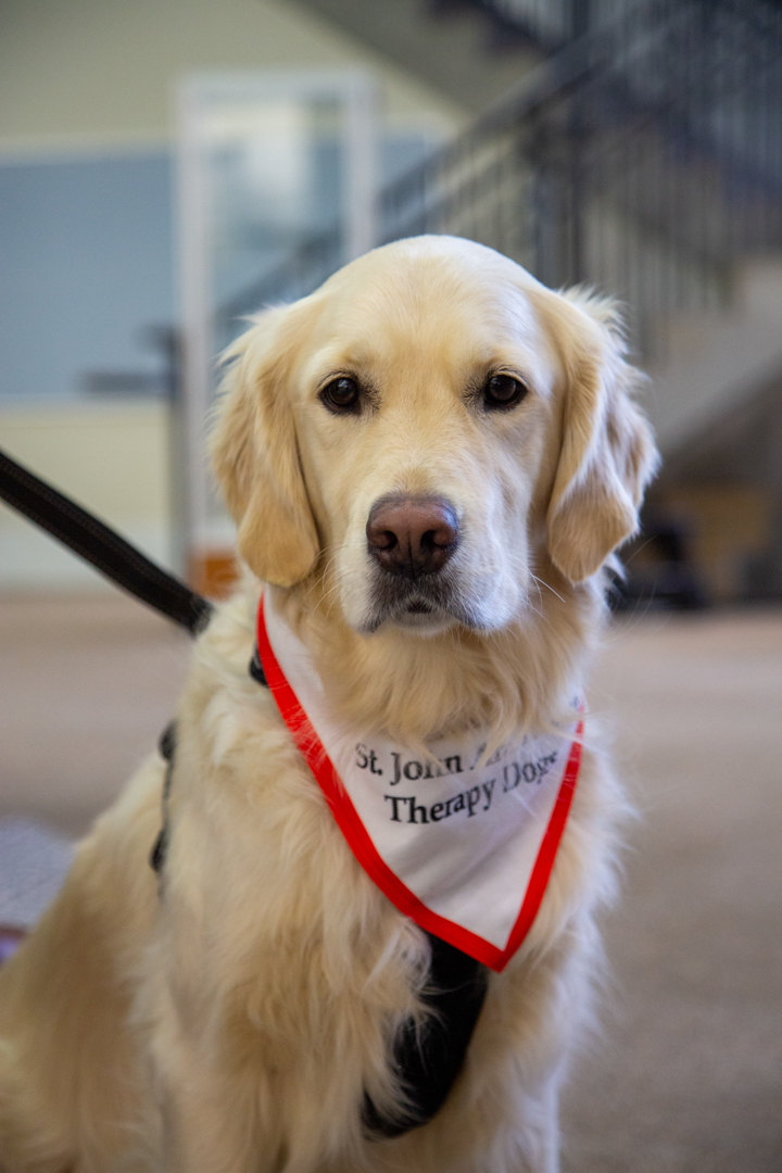 Photo of a golden retriever sitting calmly and looking at the camera, wearing a neckerchief that reads "St John's Ambulance Therapy Dogs