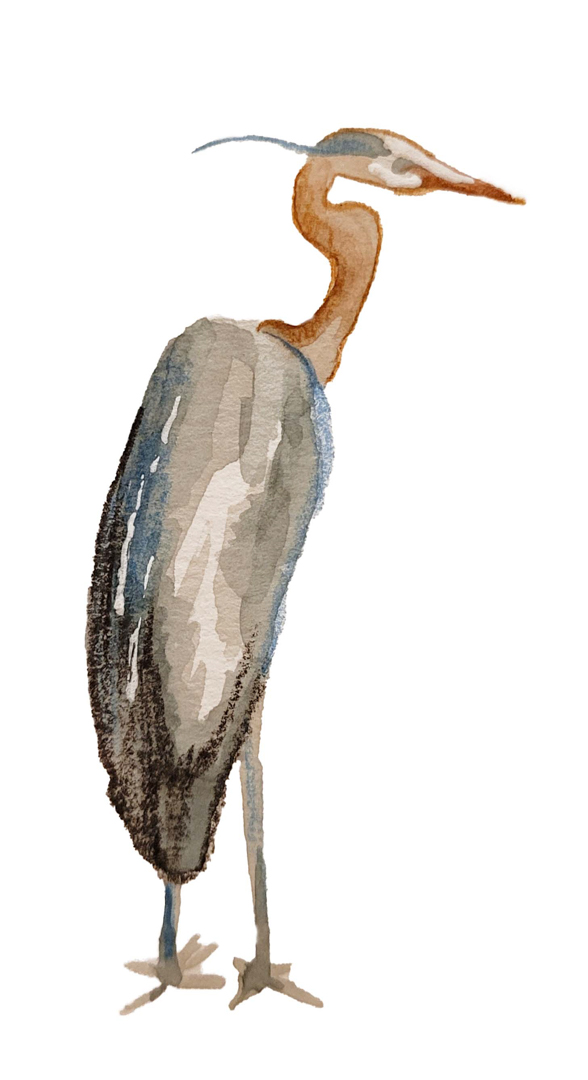 Illustration of Great Blue Heron