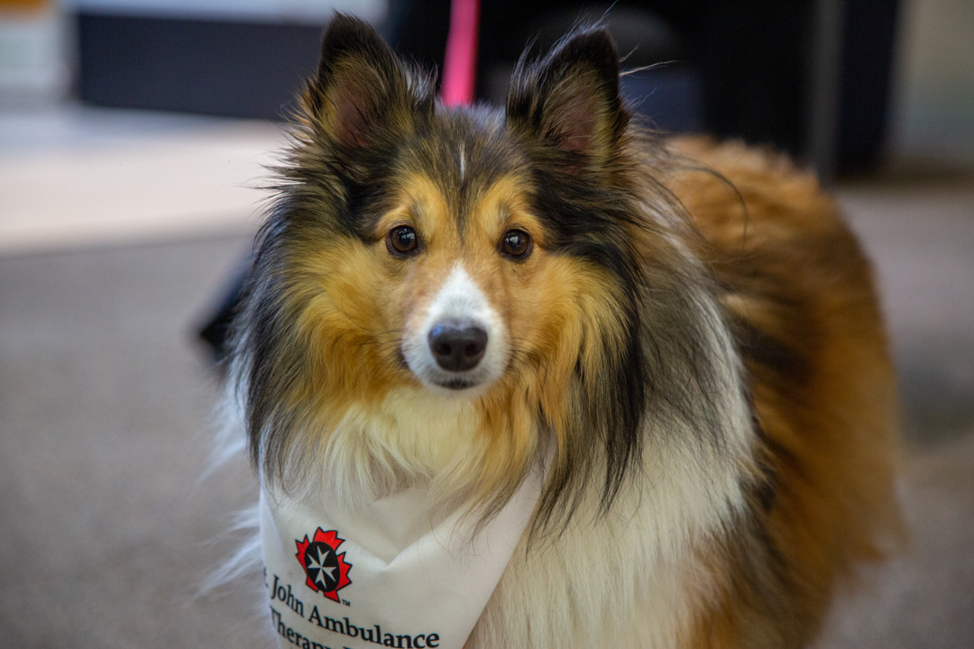 Photo of a dog looking directly at the camera, wearing a St. John Ambulance therapy dog bandana
