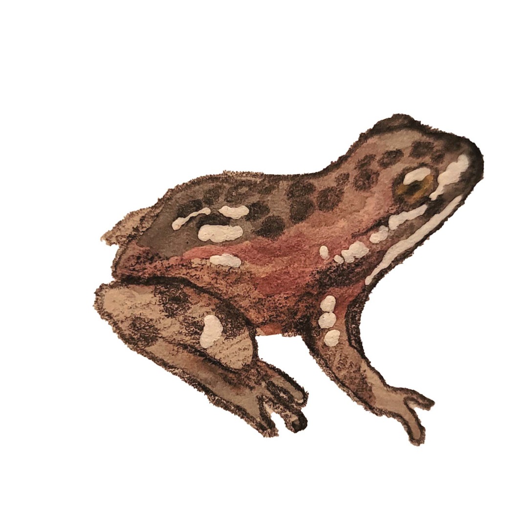 Illustration of Oregon Spotted Frog
