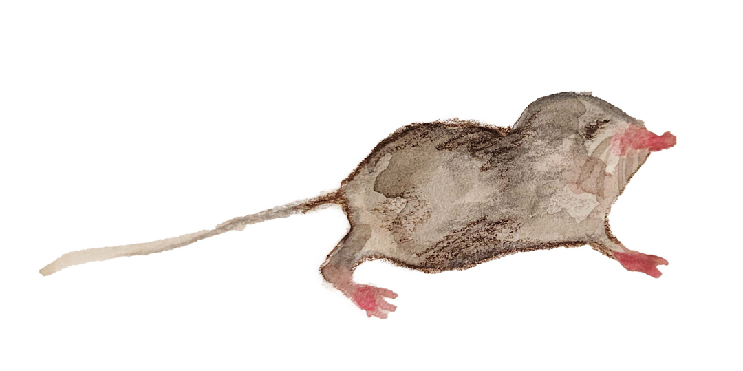 Illustration of Pacific Water Shrew