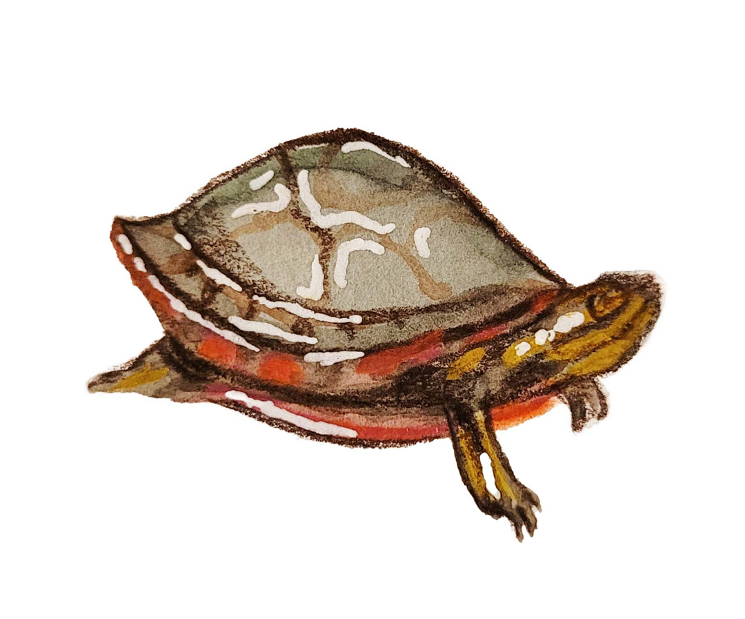 Illustration of Western Painted Turtle