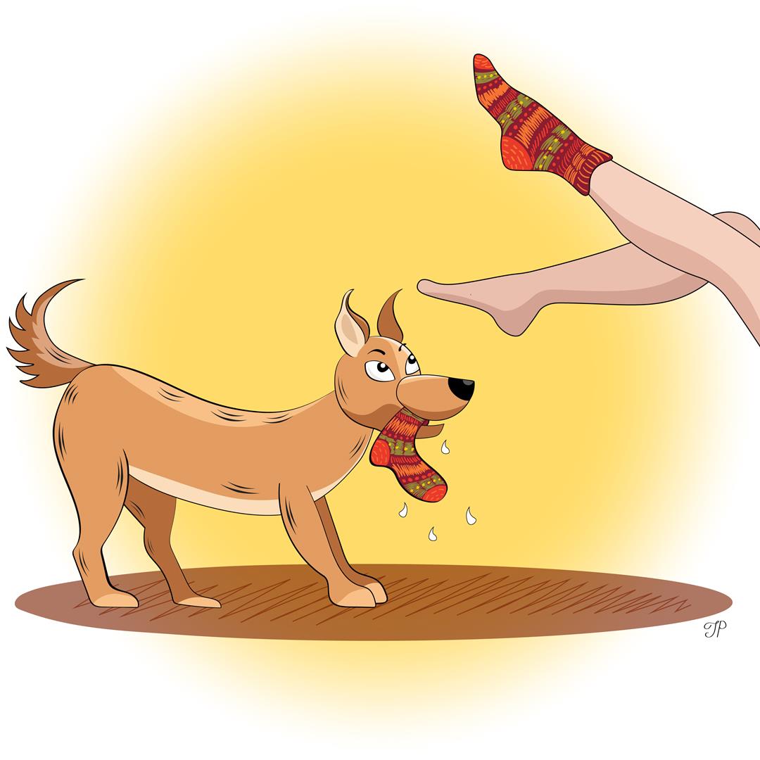 A large slobbering dog with a sock in its mouth looking at his owner’s feet. One foot has the same pattern sock, and the other has no sock at all.