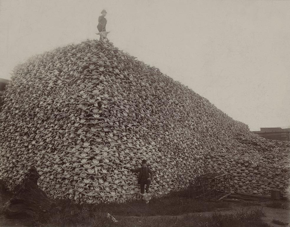 Photograph from the mid-1870s of a pile of American bison skulls waiting to be ground for fertilizer.