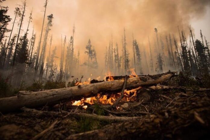 An image of a wildfire destroying a forest