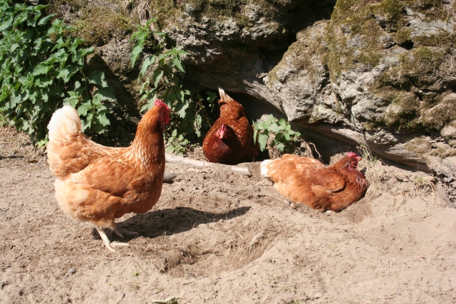 Backyard chickens: a timely solution