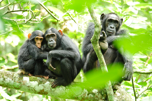 eastern chimpanzee simian foamy virus