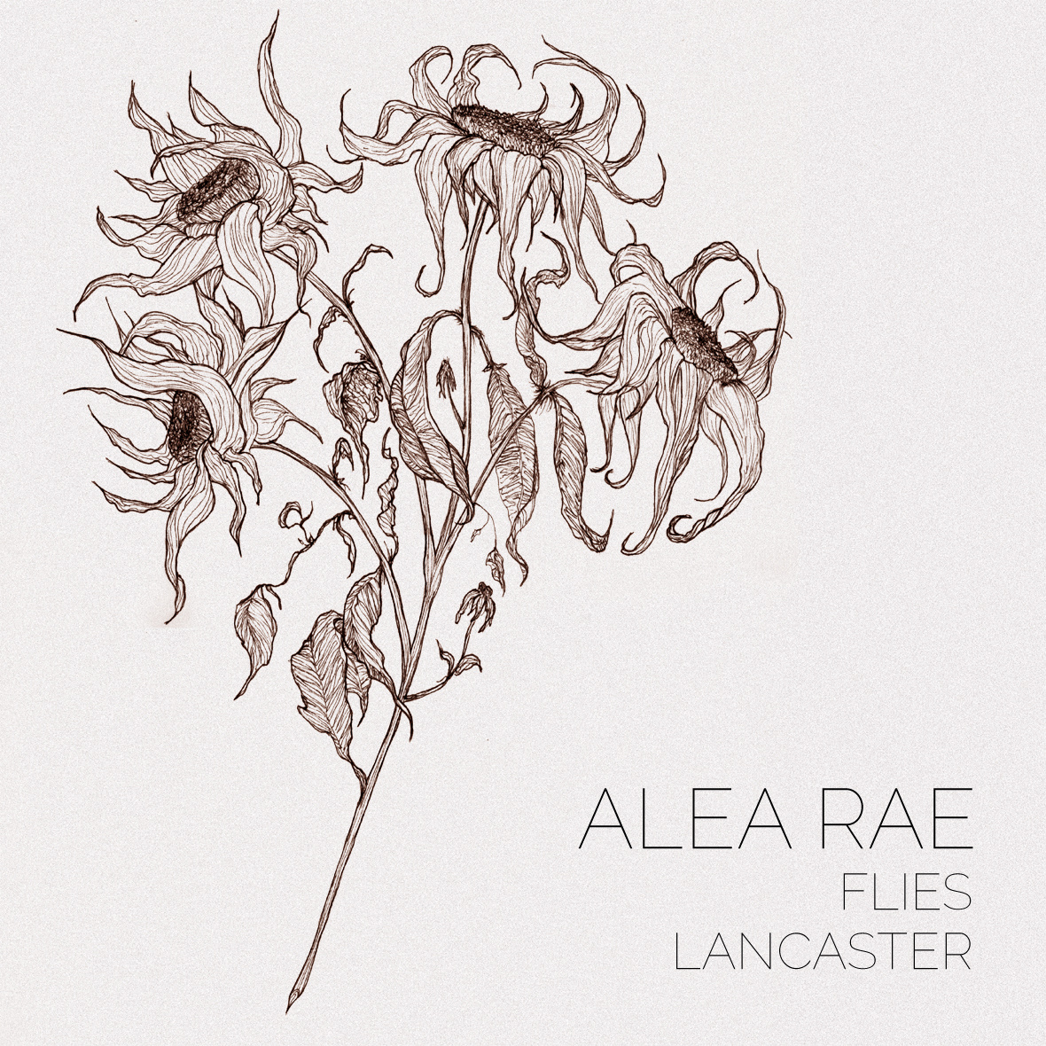 Folk band Alea Rae has humble roots and high hopes
