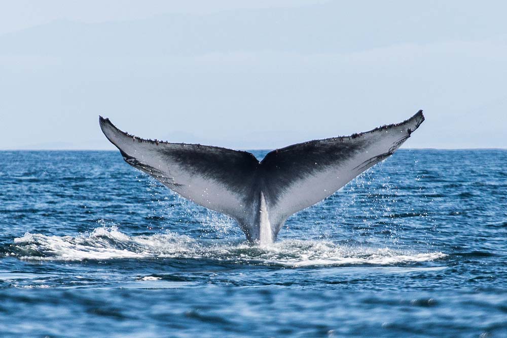 Dissecting the science of plummeting whales