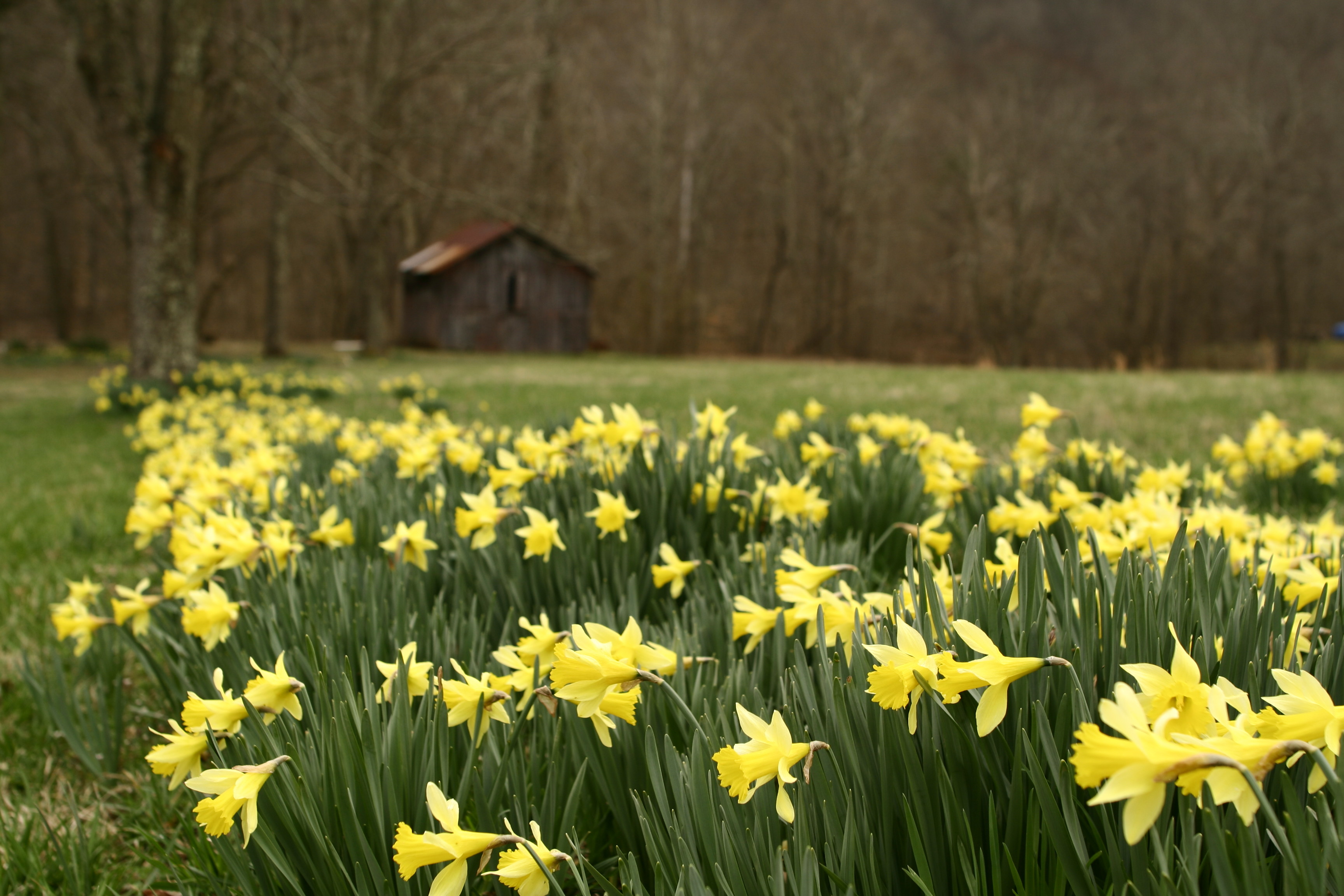 Daffodil days arrive at UFV