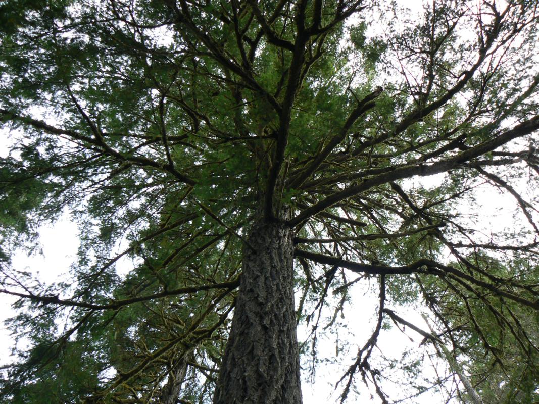 Ripping out our roots — why removing a city-dwelling Douglas-fir is a bad idea