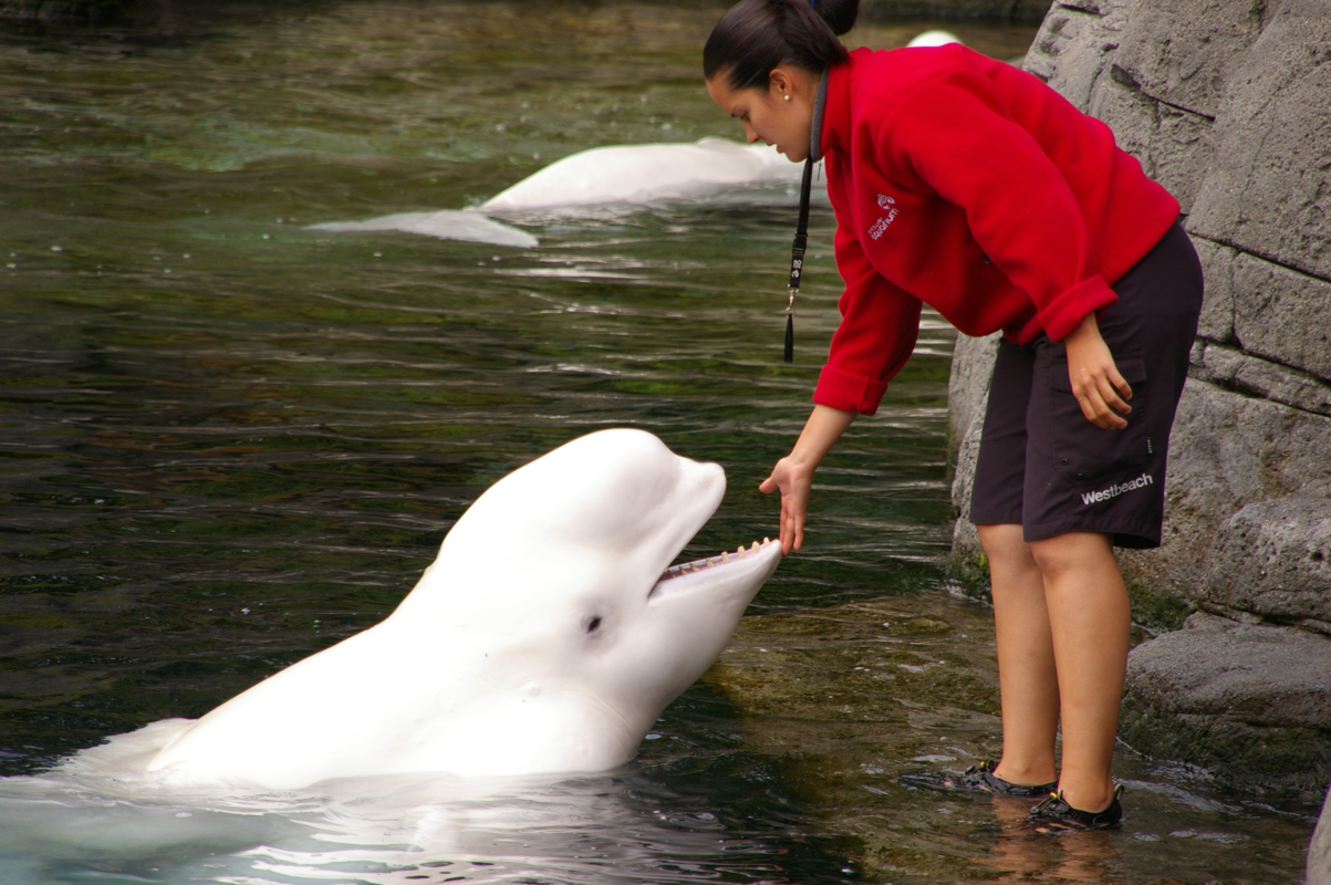 Taking the whales and dolphins out of the Vancouver Aquarium solves nothing