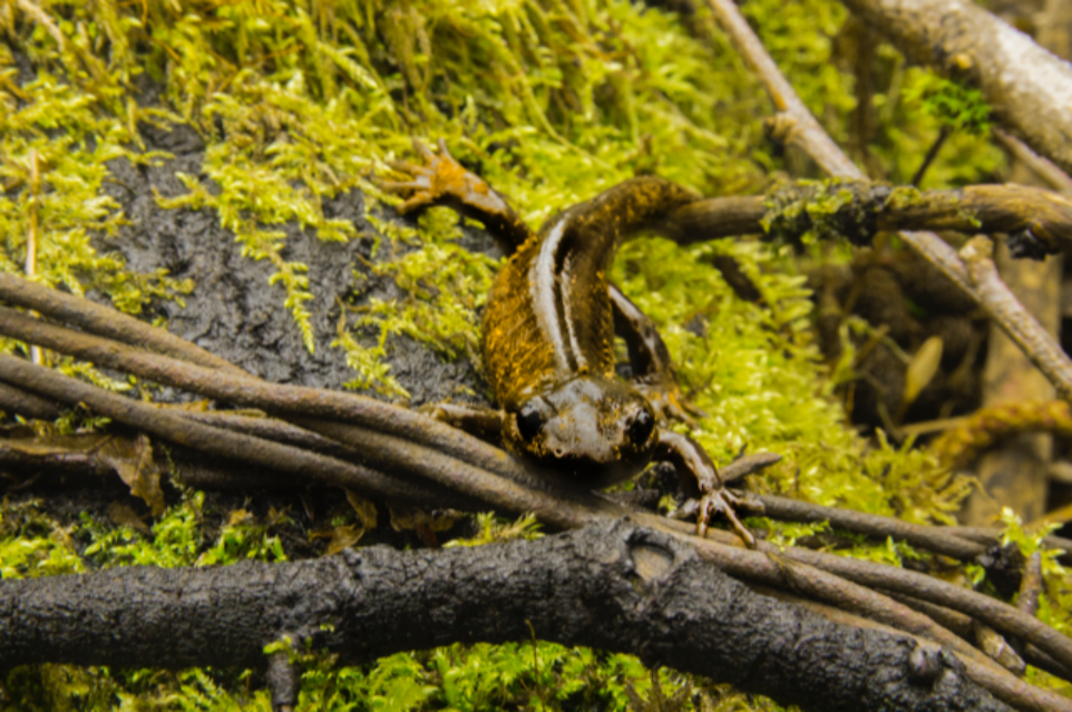 UFVs salamanders study