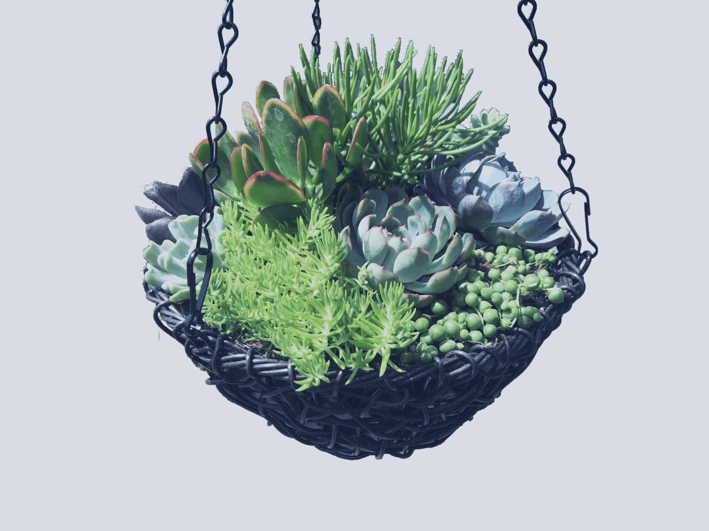 Well Arranged Succulents