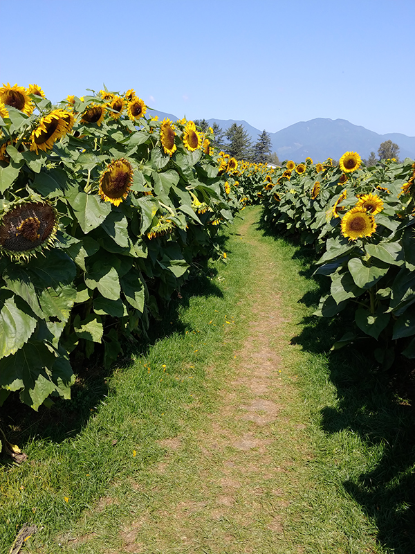 Second year of the Chilliwack Sunflower Festival