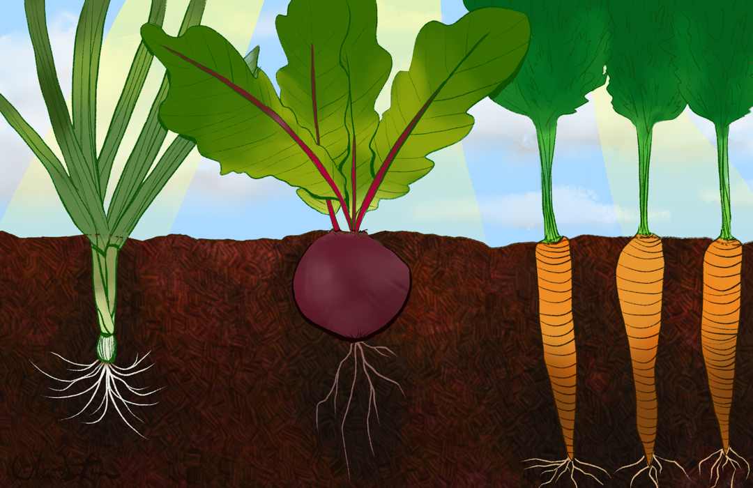 Illustration showing a sross section view of produce growing in the ground