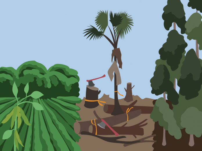 Illustration of a rainforest with the remains of many trees cut down