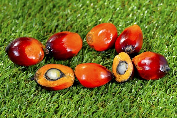 Photo of palm oil fruits