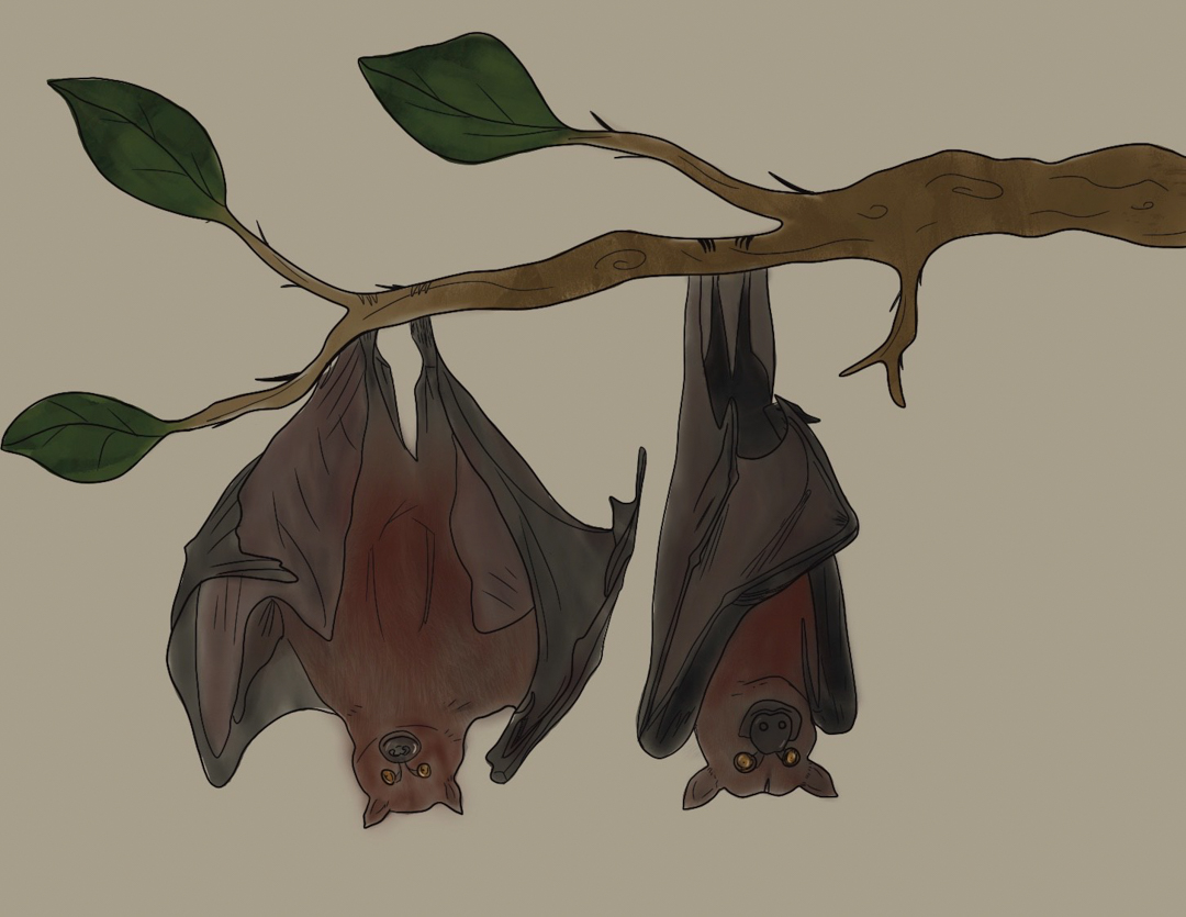 Illustration of two bats hanging from a branch
