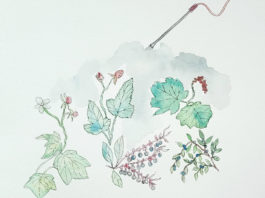 Illustration of various plants