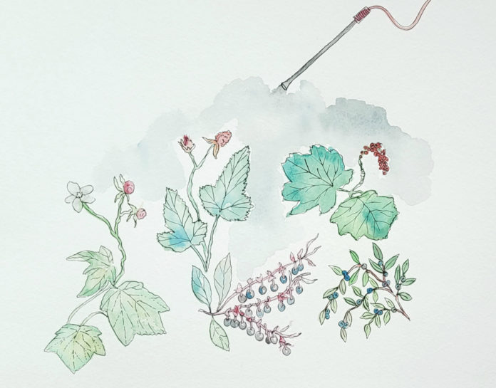 Illustration of various plants