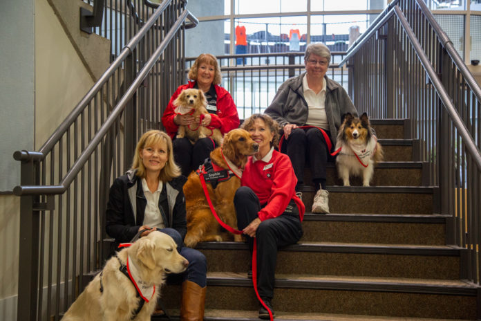 Photo of a group of people sitting on a staircase, each with a therapy dog bside them, wearing a red leash and identifying harness.