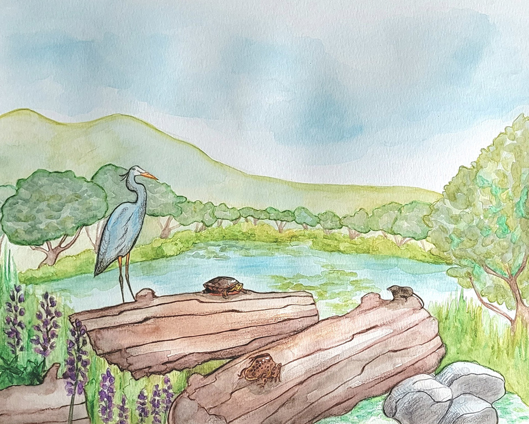 Watercolour painting of a great blue heron looking out over a small lake surrounded by nature