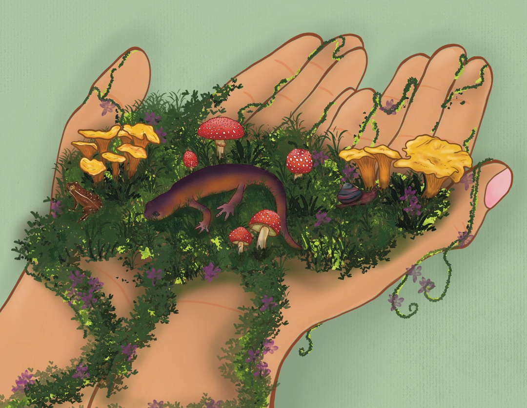 Illustration of two hands gently holding growing plants (grass, moss, fungus) with small animals (frog, salamander, snail) living in them.