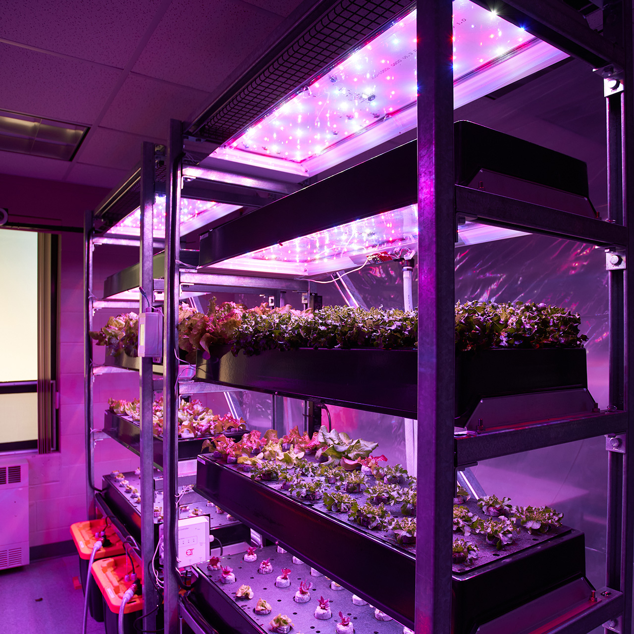 Photo of a vertical gardening setup, with plants growing on multiple levels of shelves under purple lights