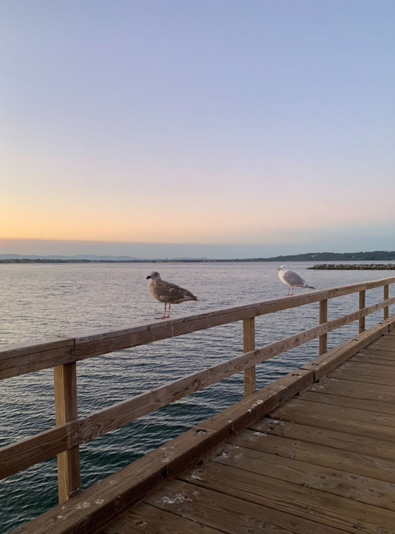 Photo of seagulls perched on the railing along the White Rock pier. The ocean stretches out far in the distance, with other landmasses barely visible across it.