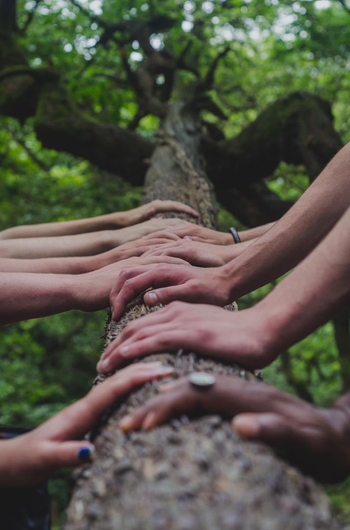 Various hands of people from various ethic backgrounds place thier hands in a row up a tree trunk in a green lush forest.