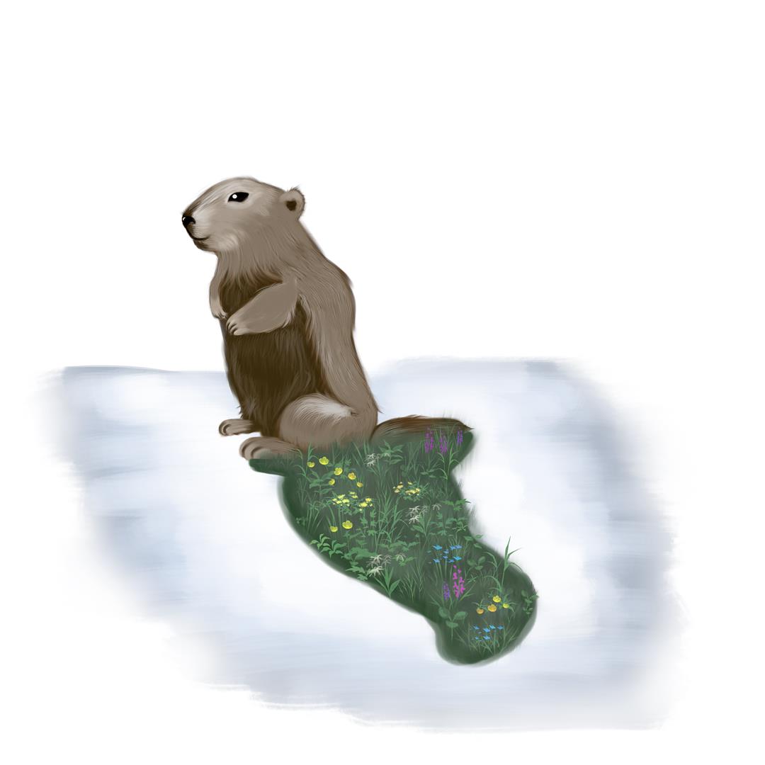 An illustration of a Vancouer Marmot stands with his shadow behind him on the snow. His shadow is filled with green grass and flowers