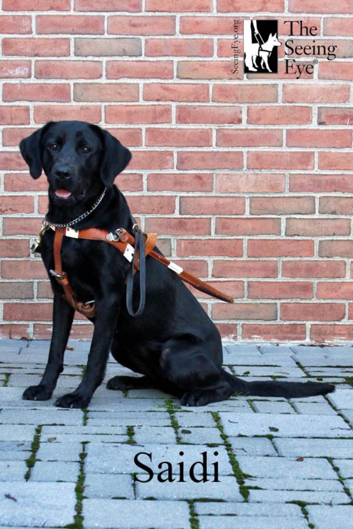 Saidi is in harness sitting on a gray stone sidewalk in front of a red brick wall. The Seeing Eye logo is in the top right corner and her name is in black lettering along the bottom.