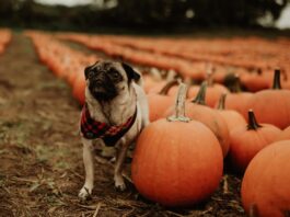 A dog stands in a pumpkin patch.